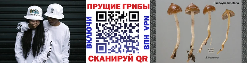 блэк спрут ссылки  Нязепетровск  Псилоцибиновые грибы MAGIC MUSHROOMS  дарнет шоп 
